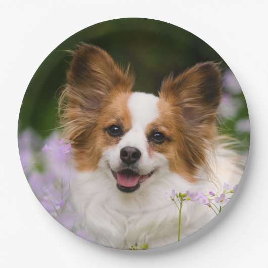 Papillon Dog Cute Romantic Portrait Foto - Papieren Bordje (Voorkant)