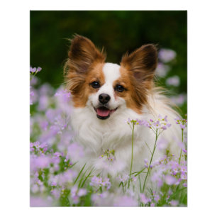 Papillon Dog Cute Romantic Portrait Foto - Perfect Poster