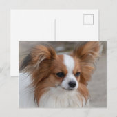 Papillon Dog Portrait Briefkaart (Voorkant / Achterkant)