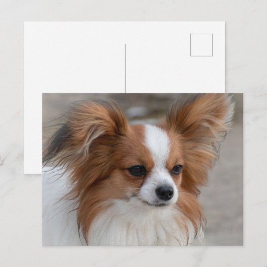Papillon Dog Portrait Briefkaart (Voorkant / Achterkant)