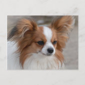 Papillon Dog Portrait Briefkaart (Voorkant)
