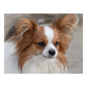 Papillon Dog Portrait Foto Afdruk