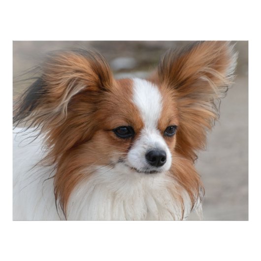 Papillon Dog Portrait Foto Afdruk (Voorkant)