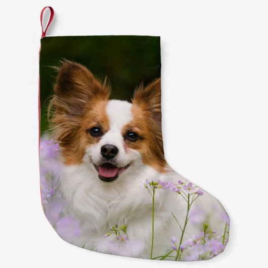 Papillon Dog Romantic Portrait Santa mantle Kleine Kerstsok (Voorkant)