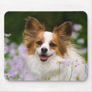 Papillon Dog Romantic Portret Muismat