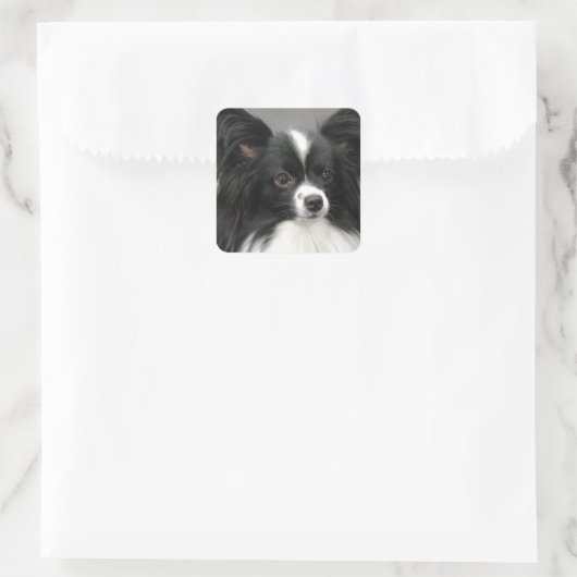 Papillon Dog Stickers (Tas)