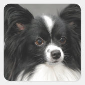 Papillon Dog Stickers (Voorkant)