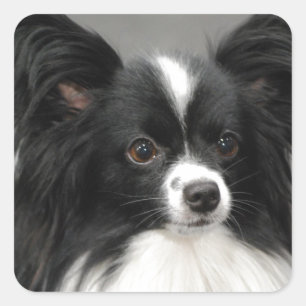Papillon Dog-stickers Vierkante Sticker