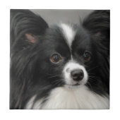Papillon Dog Tile Tegeltje (Voorkant)