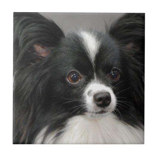 Papillon Dog Tile Tegeltje (Voorkant)