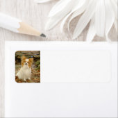 papillon etiket (Insitu)