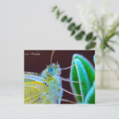 Papillon Gwen Photographie Briefkaart (Staand voorkant)