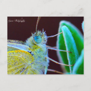Papillon Gwen Photographie Briefkaart