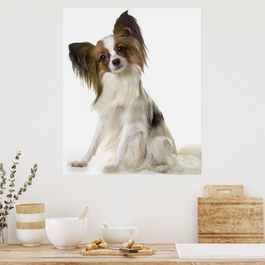Papillon hondenportret poster (Keuken)