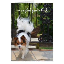 Papillon ik ben zo blij dat je terug bent