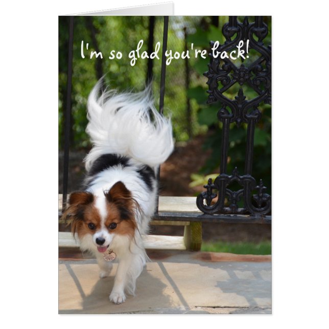 Papillon ik ben zo blij dat je terug bent (Voorkant)