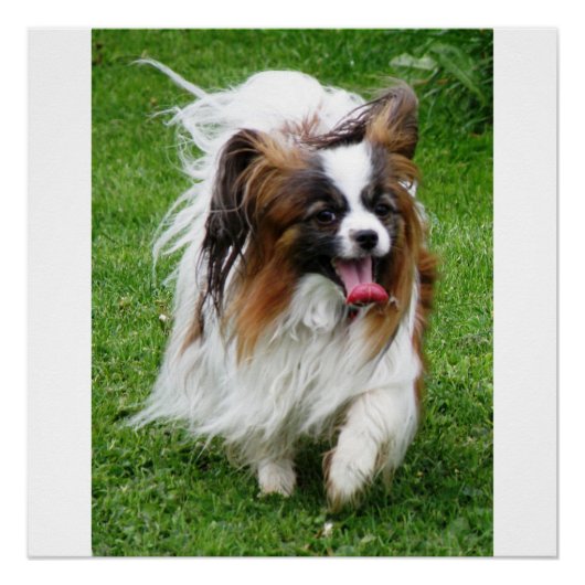 Papillon_in beweging poster (Voorkant)