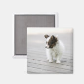 Papillon Magneet (Voorkant / Achterkant)