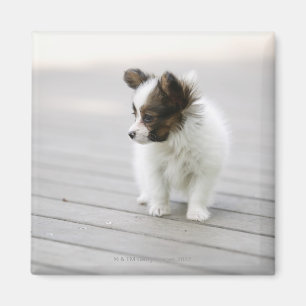 Papillon Magneet