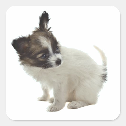 papillon pup vierkante sticker (Voorkant)