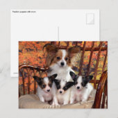 Papillon-puppies met mam briefkaart (Voorkant / Achterkant)