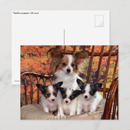 Papillon-puppies met mam briefkaart (Voorkant / Achterkant)