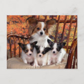 Papillon-puppies met mam briefkaart (Voorkant)
