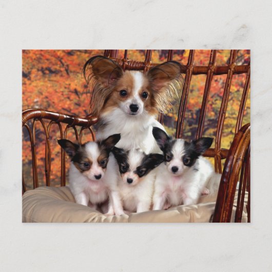 Papillon-puppies met mam briefkaart (Voorkant)