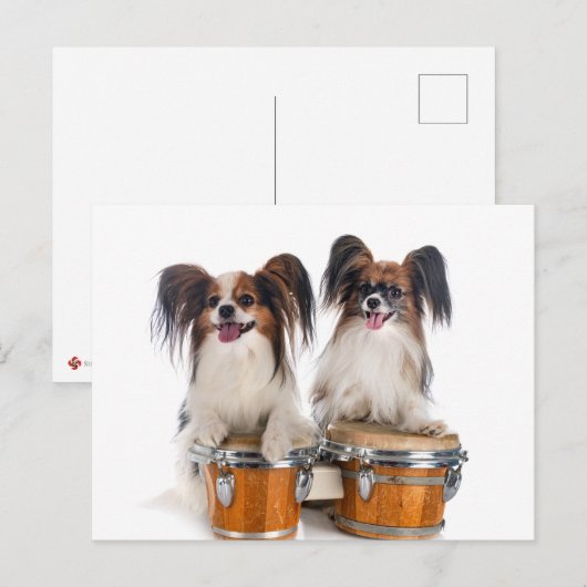 Papillon Puppies spelen Drums Briefkaart (Voorkant / Achterkant)