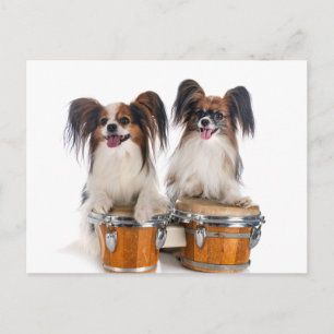 Papillon Puppies spelen Drums Briefkaart