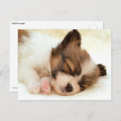 Papillon puppy briefkaart (Voorkant / Achterkant)