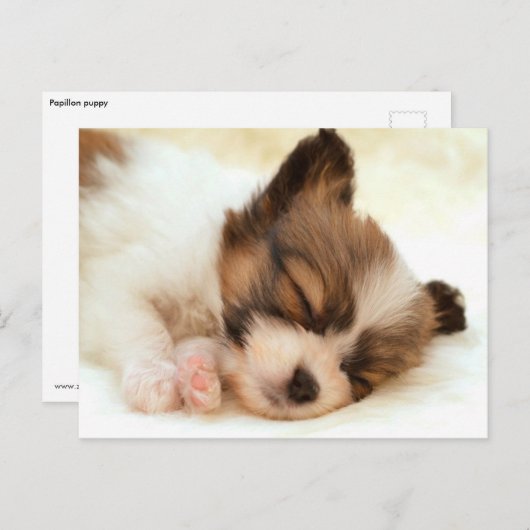 Papillon puppy briefkaart (Voorkant / Achterkant)