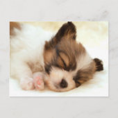 Papillon puppy briefkaart (Voorkant)