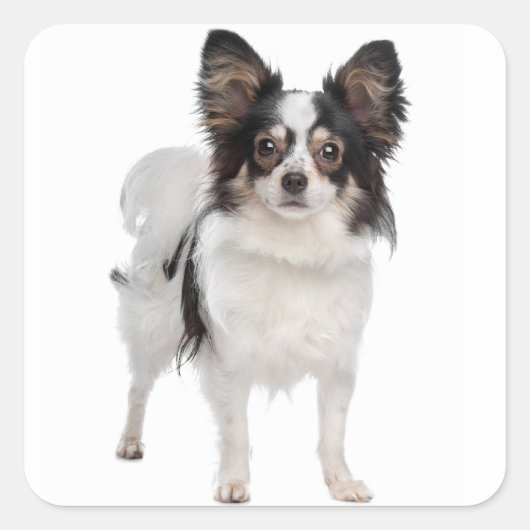 Papillon Puppy Dog - Liefde Puppies Vierkante Sticker (Voorkant)