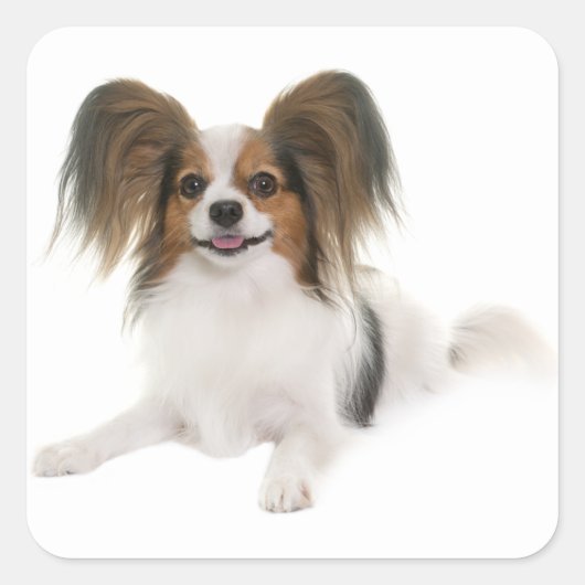 Papillon Puppy Dog - Liefde Puppy Hallo, Vierkante Sticker (Voorkant)