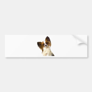 Papillon puppy geïsoleerd op bewerkbare achtergron bumpersticker