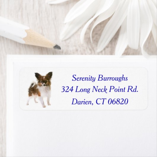 Papillon puppy hond blauw etiket (Insitu)