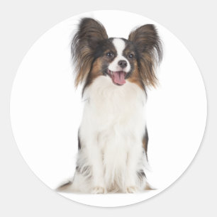 Papillon Puppy Hond - Liefde Puppies Ronde Sticker