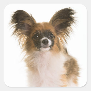 Papillon Puppy Hond - Lieve Puppies, Hallo Vierkante Sticker