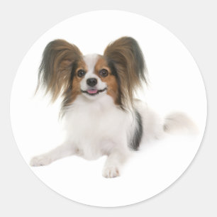 Papillon Puppy Hond - Love Puppies, Hallo Ronde Sticker