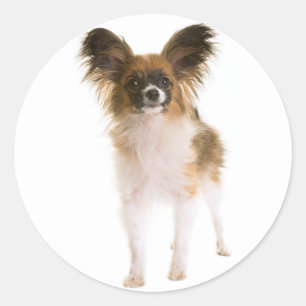 Papillon Puppy Hond - Love Puppies, Hallo Ronde Sticker