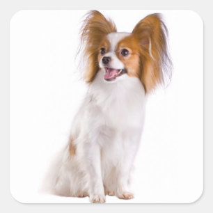 Papillon Puppy Hond - Love Puppies, Hallo Vierkante Sticker