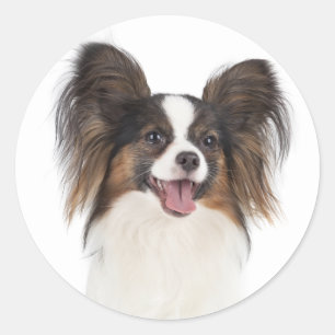 Papillon Puppy Hond - Love Puppies Ronde Sticker
