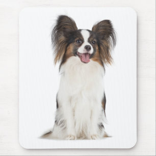 Papillon Puppy Hondenliefhebber Puppies Fur Mama Muismat