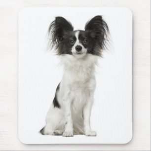 Papillon Puppy Moeder Hond Liefhebber Puppies Fur Muismat