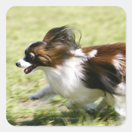 Papillon runnen vierkante sticker (Voorkant)