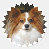 Papillon Stickers (Voorkant)