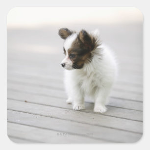 Papillon Vierkante Sticker