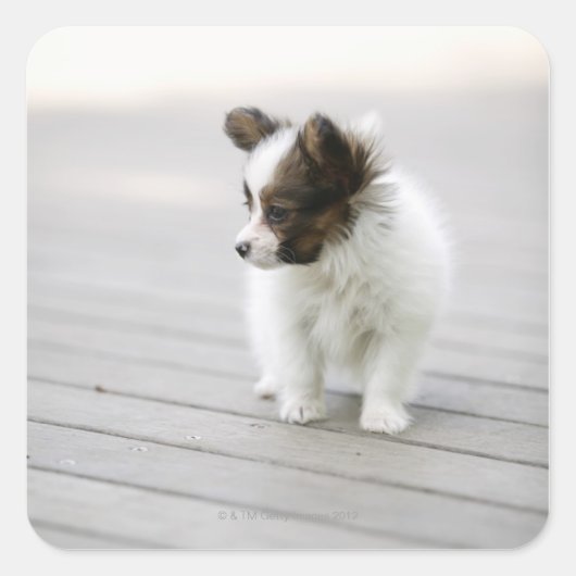 Papillon Vierkante Sticker (Voorkant)