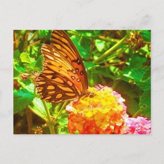 Papillon (vlinder) briefkaart (Voorkant)